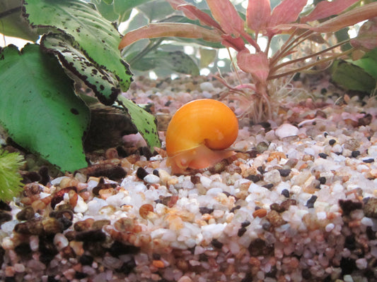 Why Are My Snails Dying in My Aquarium? Common Causes and Solutions