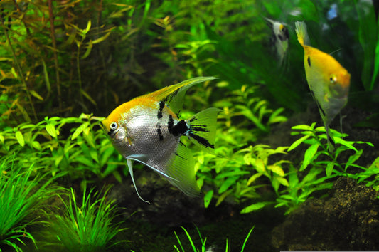 5 Steps to Solve Persistent Nitrite Issues in Your Aquarium