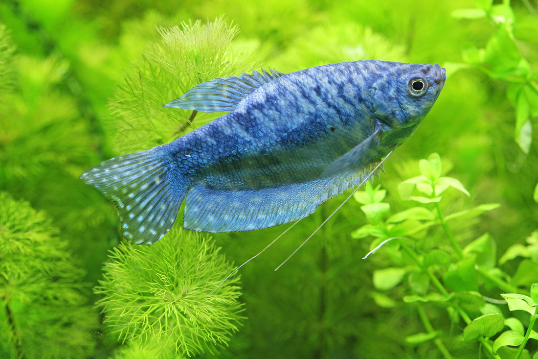 What is the fastest way to get rid of algae in a fish tank?