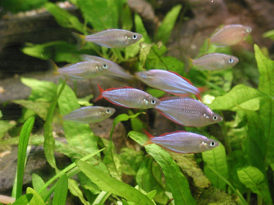 5 Proven Techniques for Rapidly Reducing Nitrates in Your Aquarium