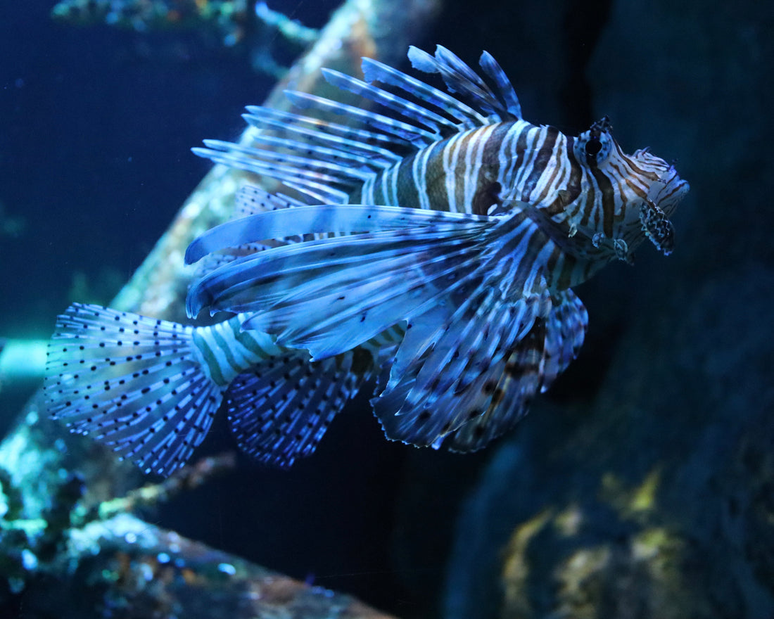 What maintenance does a fish tank need?