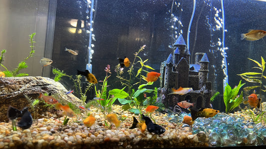 What type of filter is best for a fish tank?