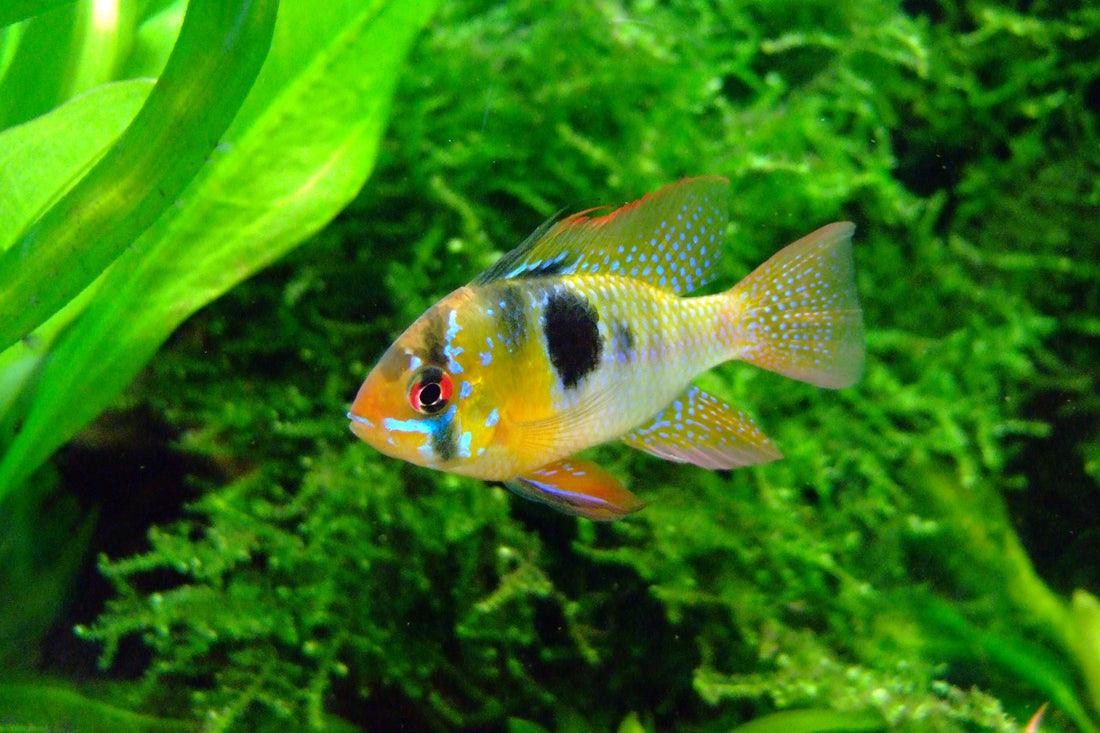 10 Best Freshwater Fishes for Beginner Aquarists