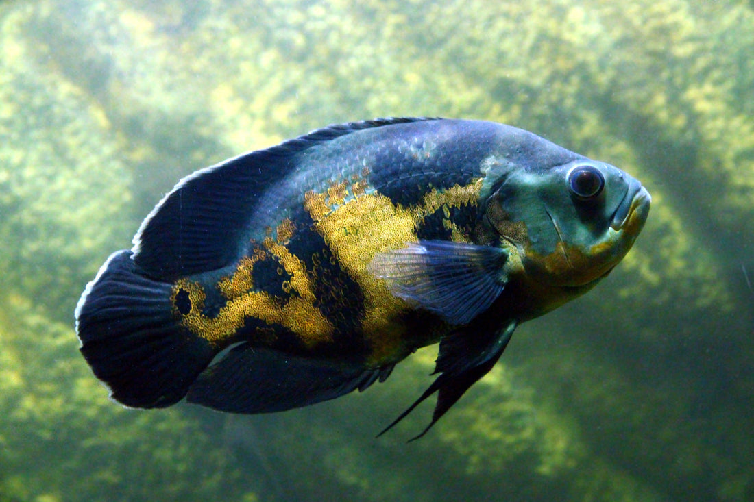 7 Tips for Reducing the Fishy Smell of Your Aquarium in Your Living Room