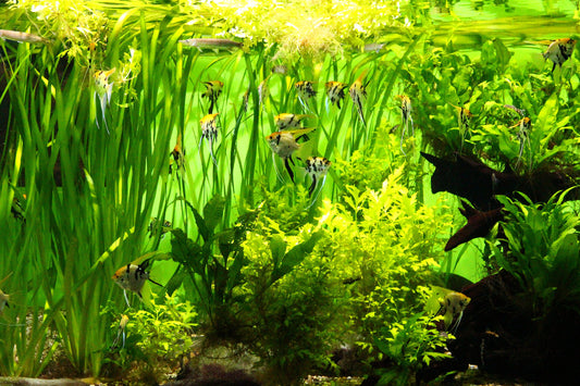 Essential Nutrients for Thriving Freshwater Aquarium Plants