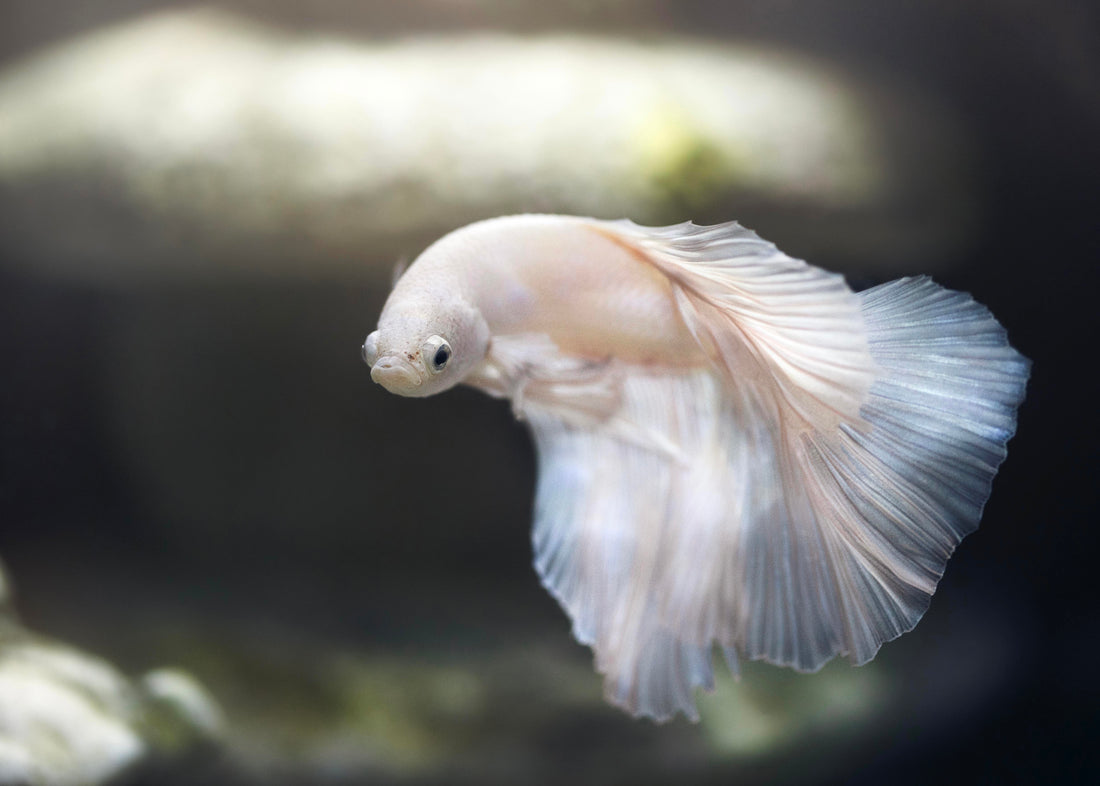 Why Are My Fish Dying After Introducing New Fish to the Aquarium? Common Causes and Solutions