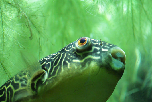 Solving the Greenish, Cloudy Aquarium Problem: 5 Steps to Improved Water Quality and Clarity