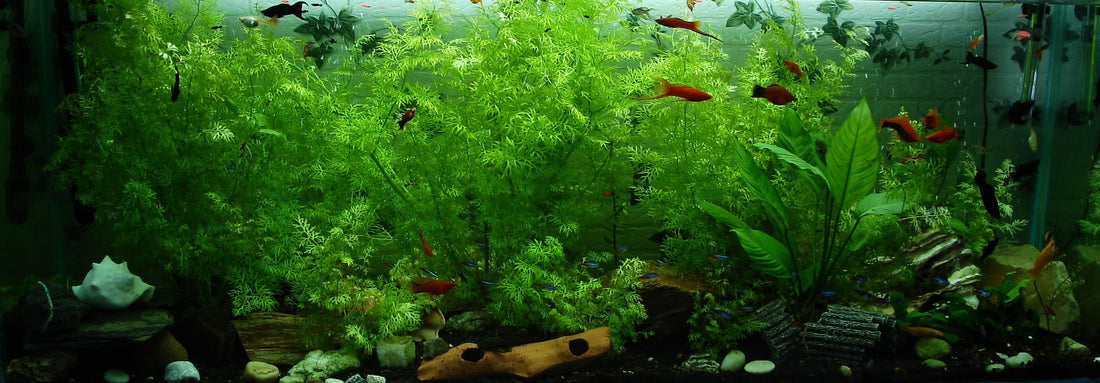 10 Essential Tips for Caring for Aquarium Plants