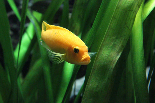 Solving the Mystery of Brown Spots on Fish Tank Leaves: Causes and Solutions