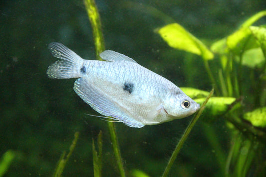 How to Lower Ammonia Levels in Your Aquarium: Expert Tips for a Healthy Tank